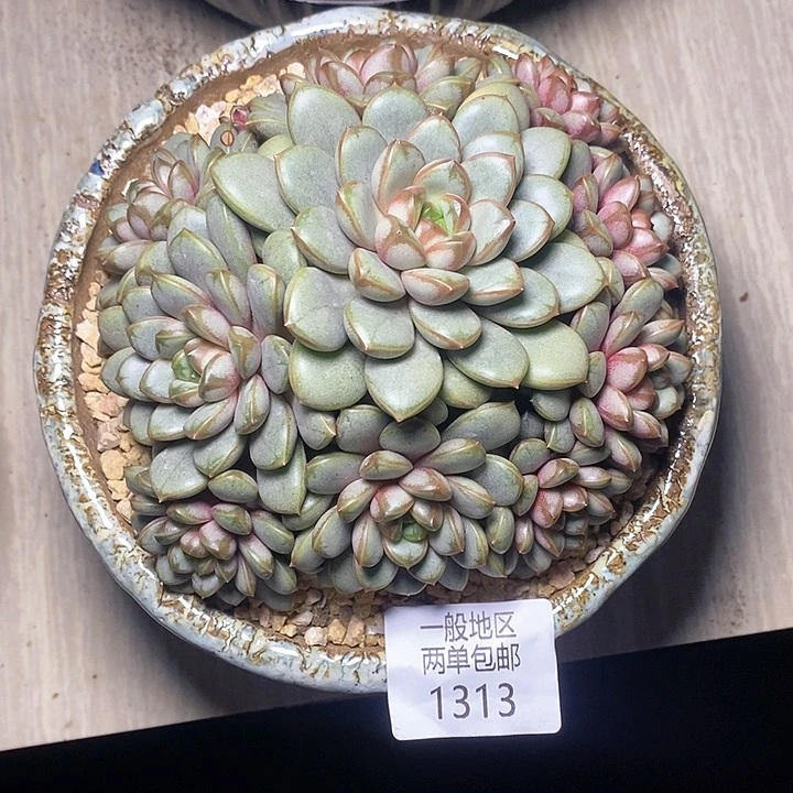 【闪购商品】?****1313多肉植物盆栽