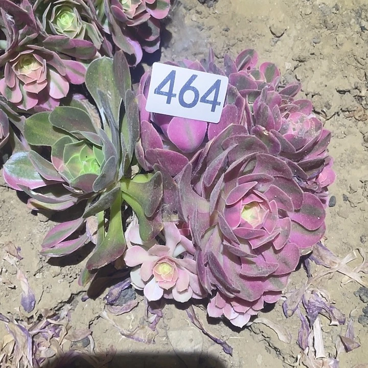 多肉植物法师464香妃