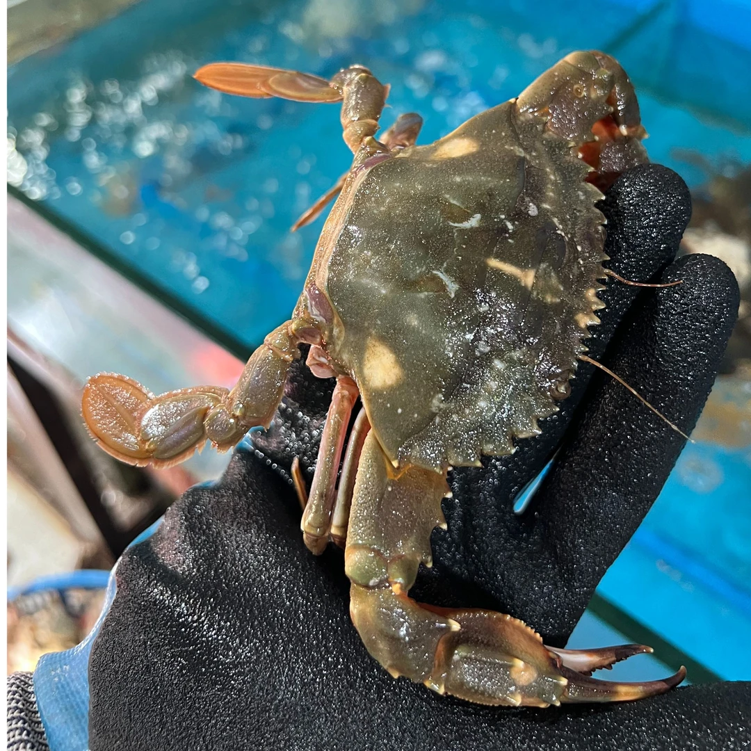 【保鲜不保活】本地花盖蟹3斤 单只1.5-2.5两 顺丰包邮