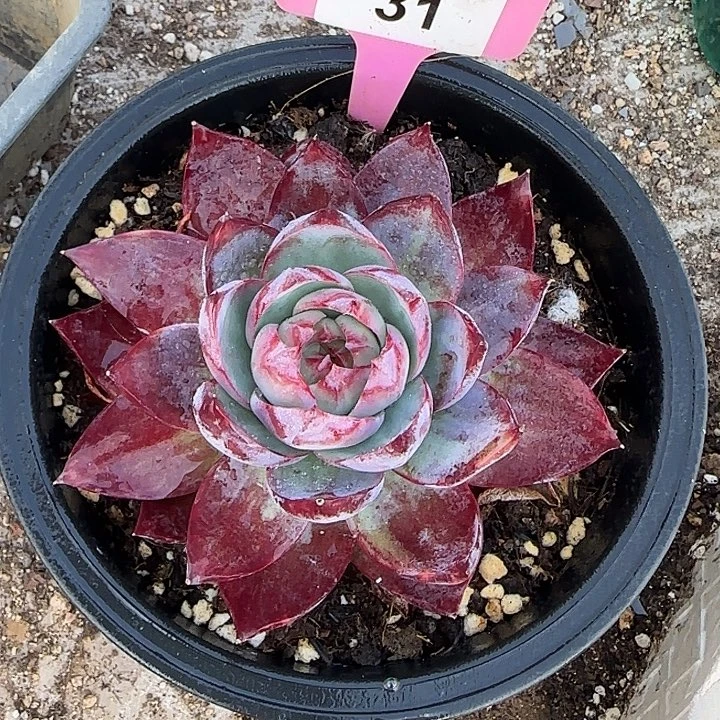 孔***31 惊鸿仙子多肉植物7-9cm