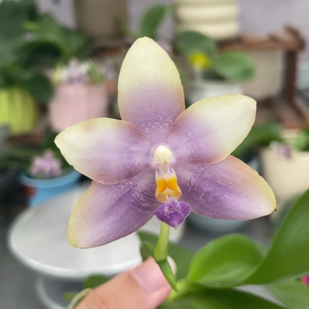 完全开放YC61，2.5杯开花株