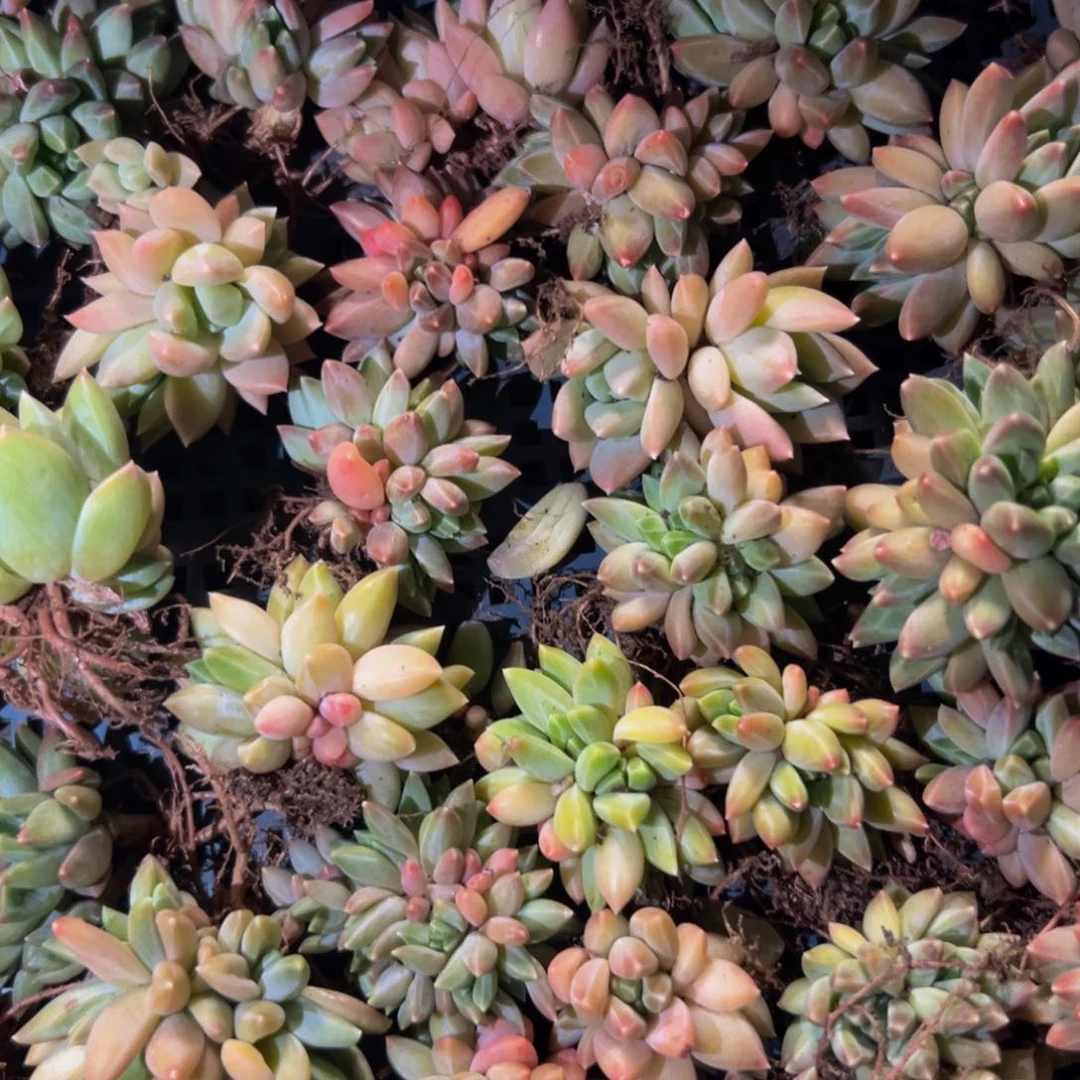 美人系列多肉植物6棵