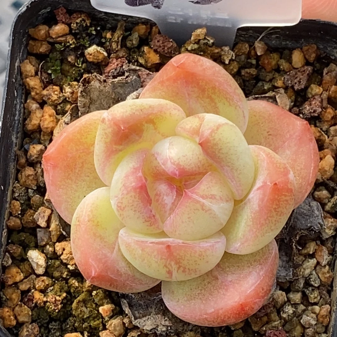 天官赐福百无禁忌