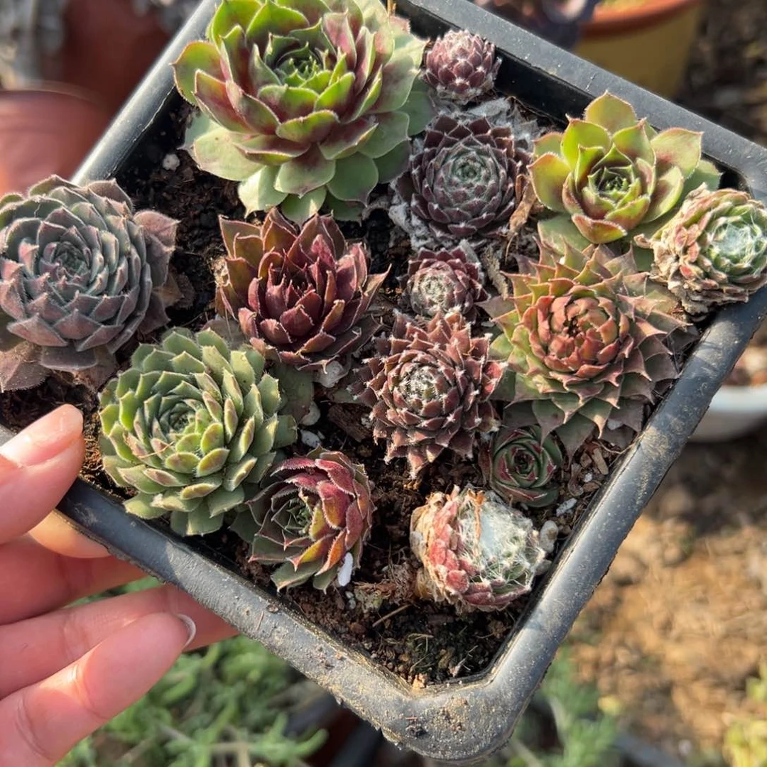 多肉植物多肉植物