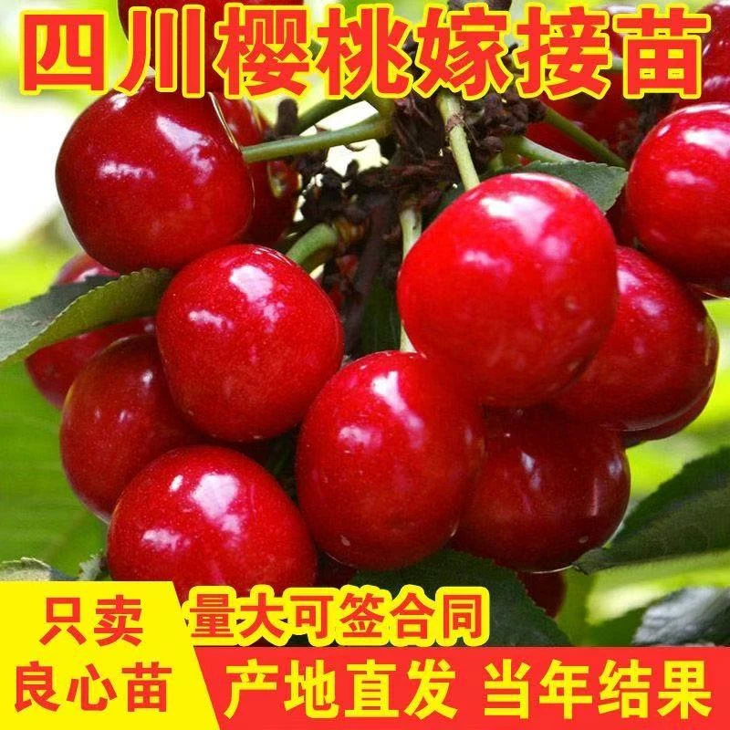 纯正玛瑙红樱桃苗四川玛瑙红樱桃嫁接苗车厘子樱桃苗乌克兰樱桃苗