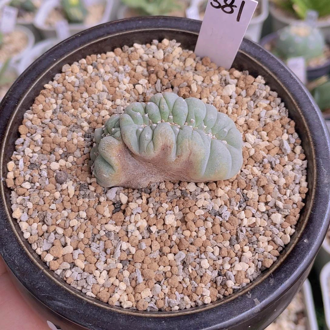 381号脱土发货111