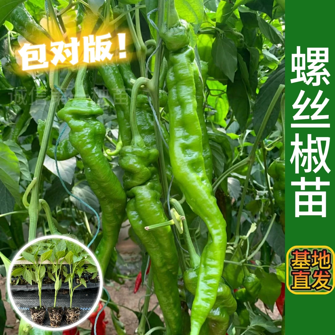 精品螺丝椒辣椒种子秧苗香辣特大巨型陇椒春季四季高产辣椒种籽