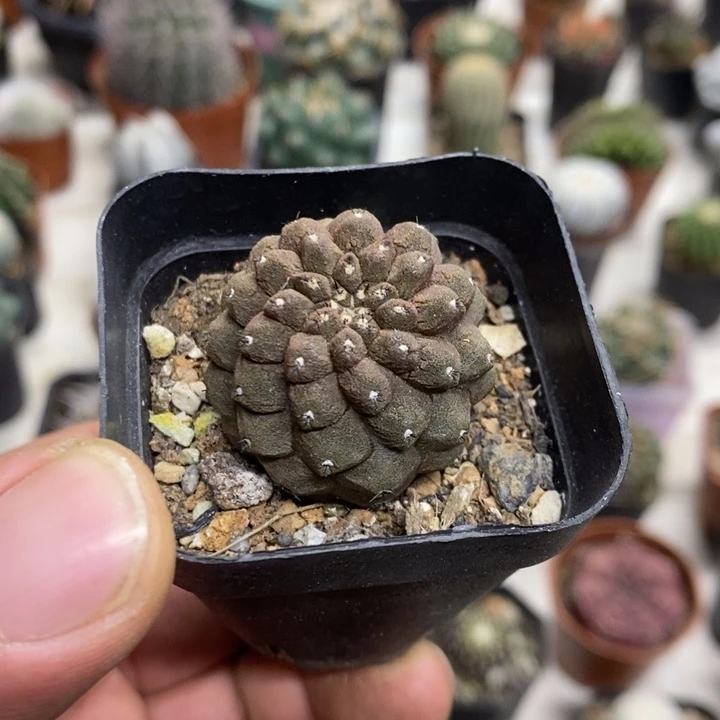 蜥蜴皮特价福利包邮