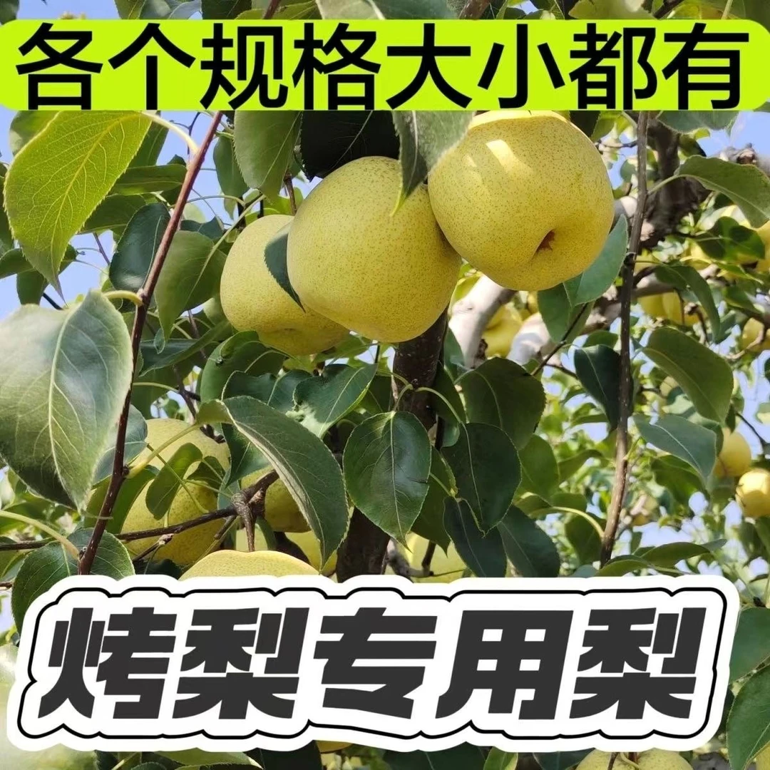 【烤梨专用梨】批发砀山酥梨梨膏梨汁专用新鲜梨冰糖雪梨