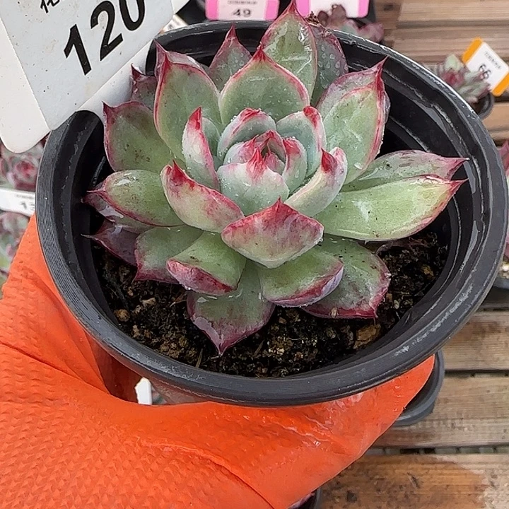 120 惊鸿仙子多肉植物