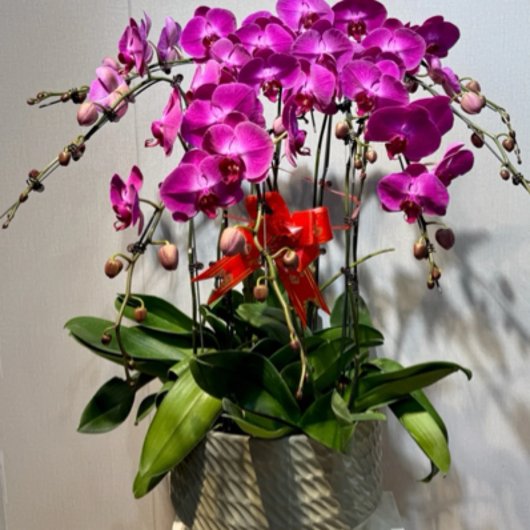 [春暖花开]青岛春暖花开蝴蝶兰青岛本地特级蝴蝶兰10支带盆送礼品级