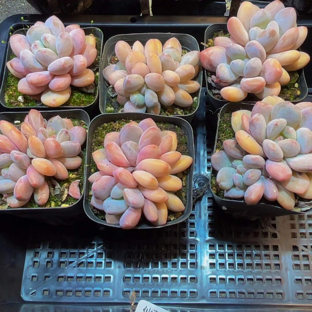 土***肉340的人了还在看电视吗