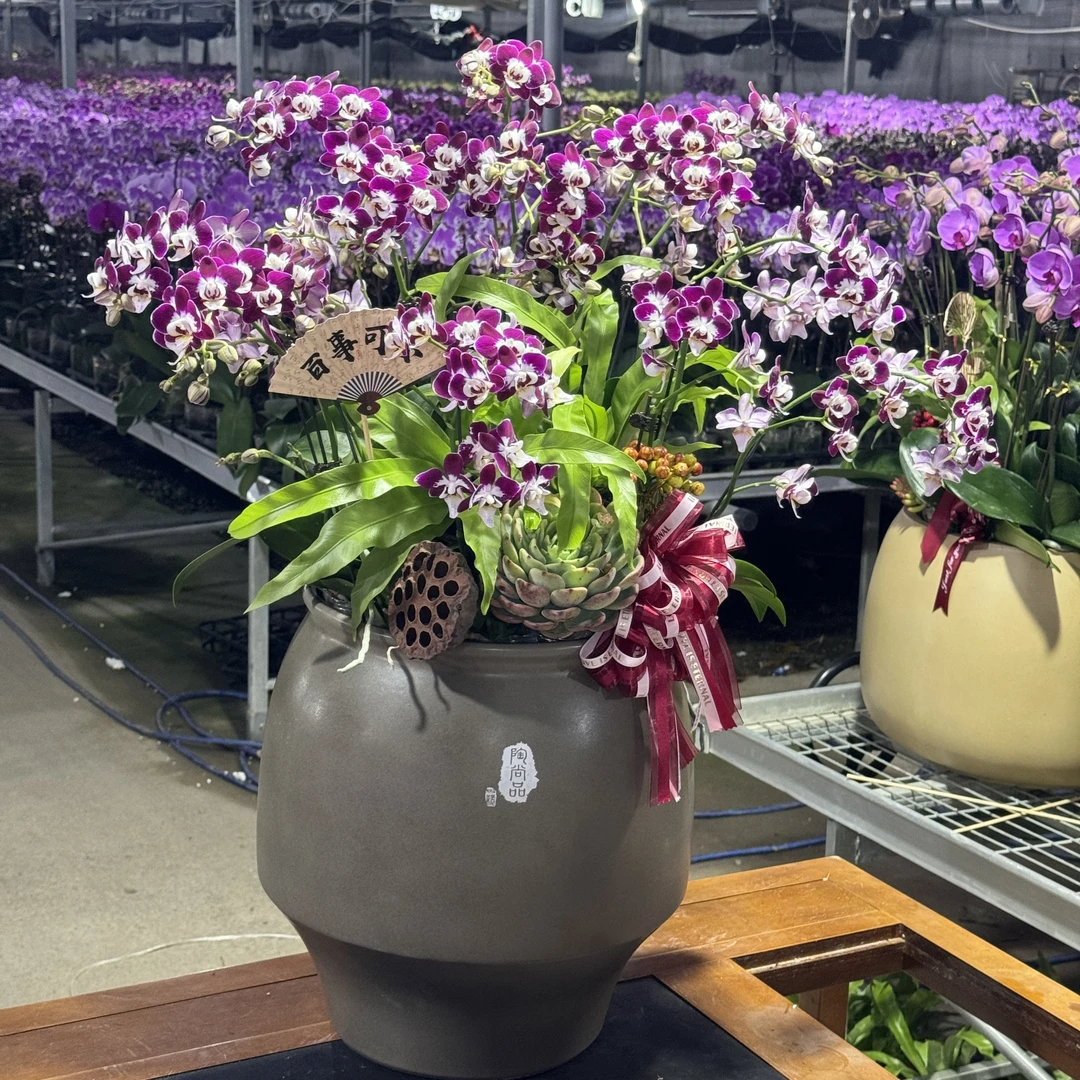 花大王【室内精美蝴蝶兰组盆】星空 基地直发年宵花礼品花