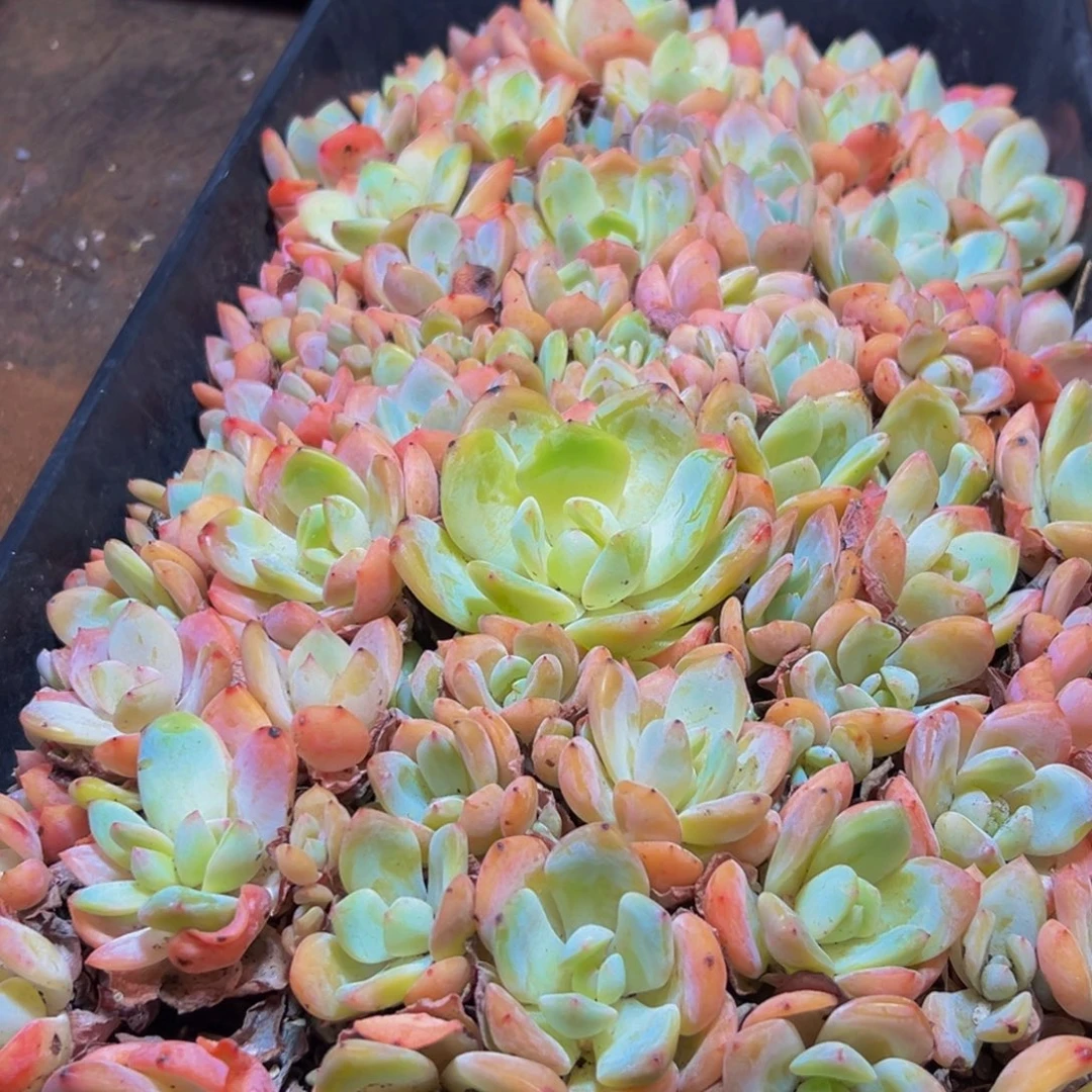 039多肉的小龙虾和一个小龙虾