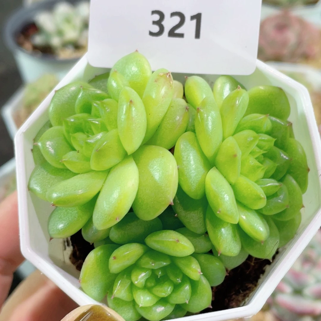 321号糖心冰心珍妮 灯泡
