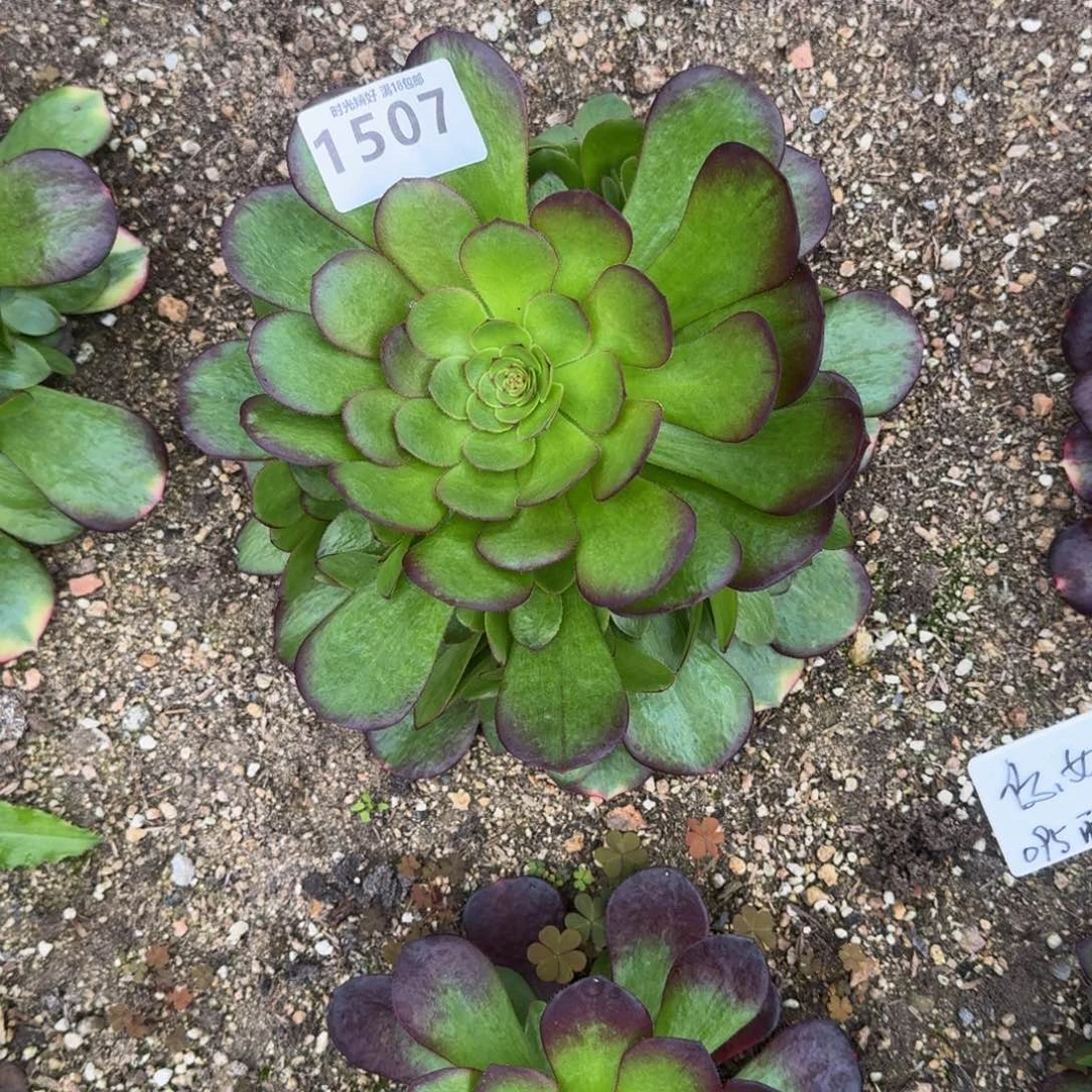 赵*英1505 1506 1507雨荷多肉植物