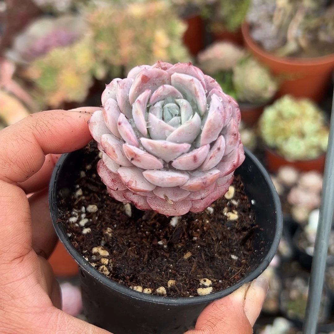 多肉植物多肉植物