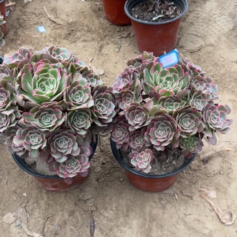 786多肉植物组合，