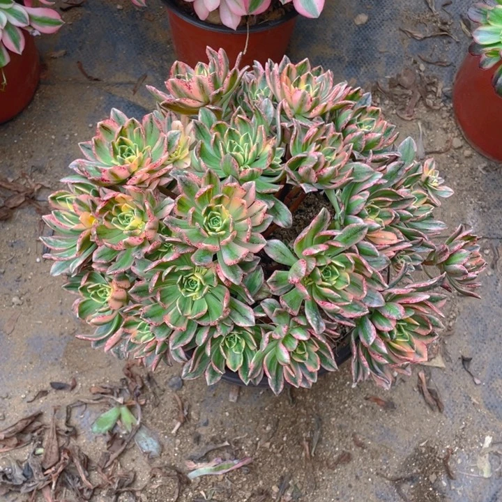 多肉甜茶法师量拍