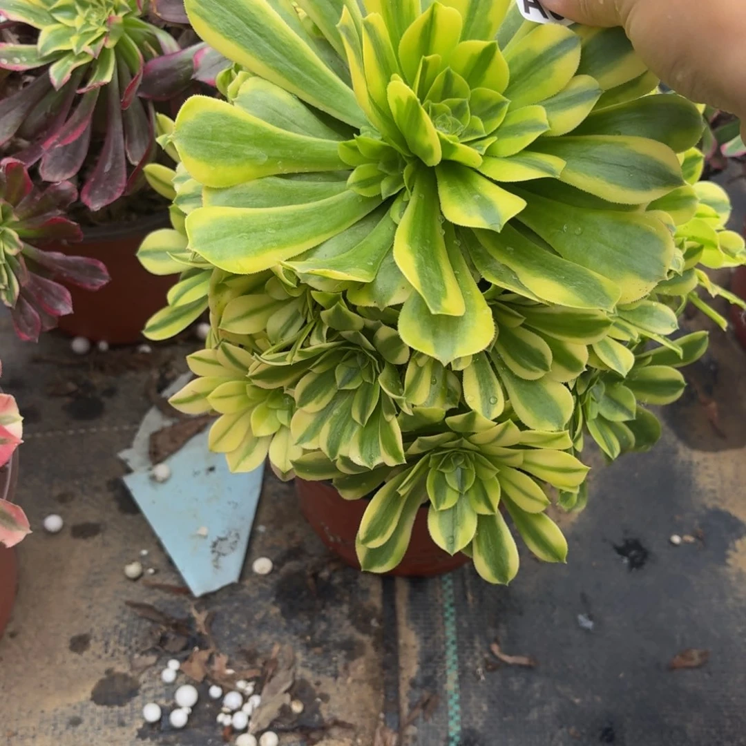 07多肉植物不包断肢