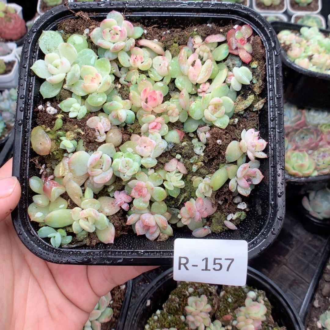 无花朵R157英语英语