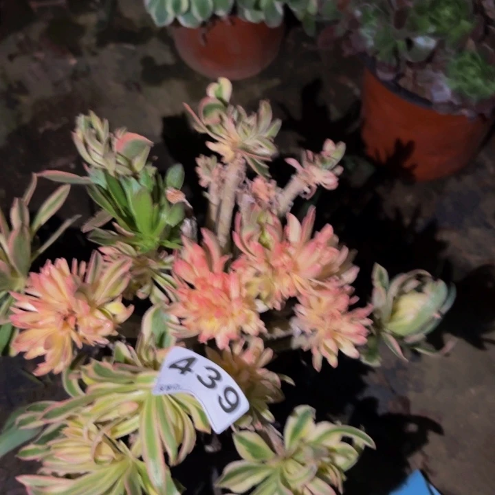 439夕颜多肉植物不售后