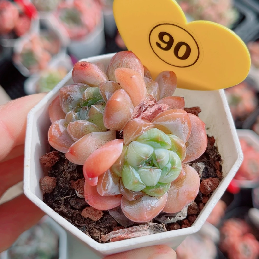 90号小老桩糖心群