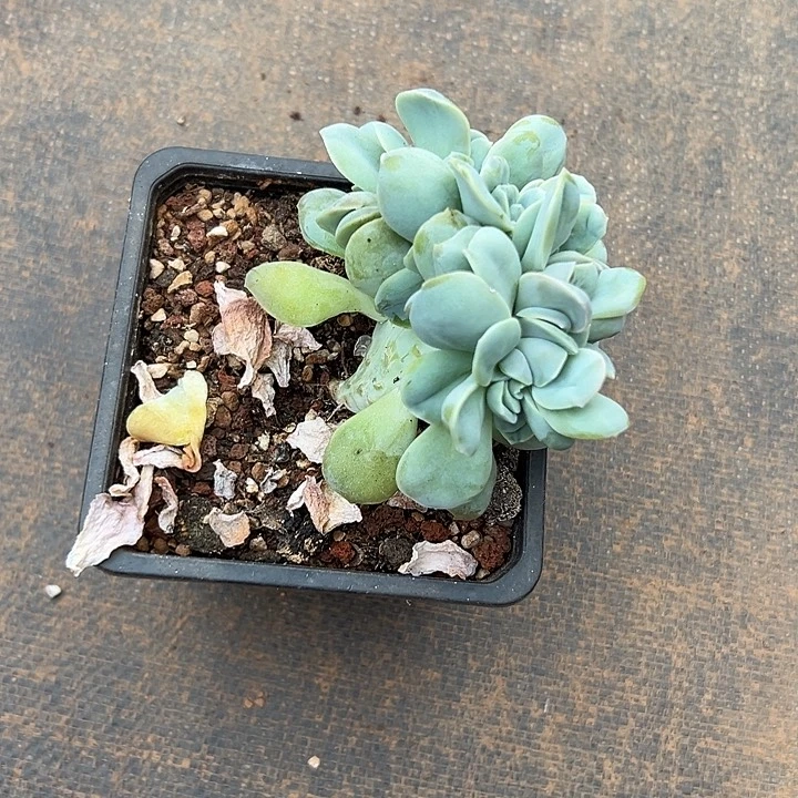 可爱玫瑰缀化所甚多肉