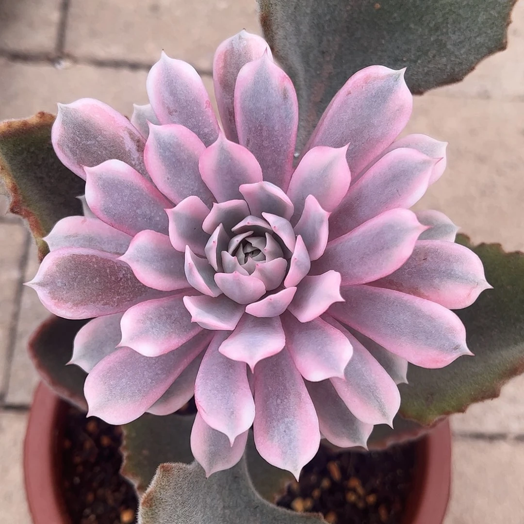 粉蝶锦 三个侧芽婕宝一物一拍