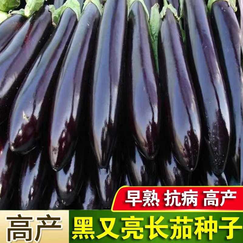【满5包包邮】紫黑长茄子种子茄子种子露天高产大棚春秋四季蔬菜