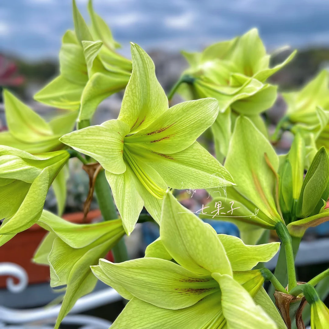 现货 进口单瓣朱顶红【绿色山谷】艺晓花卉