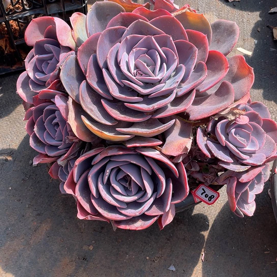 708尘埃玫瑰 一物一拍多肉