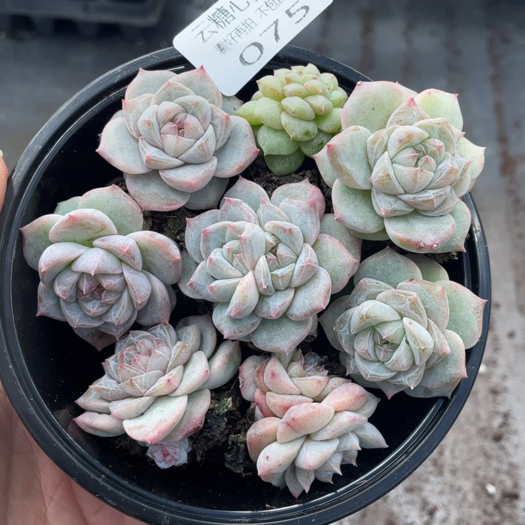 云糖心多肉植物75