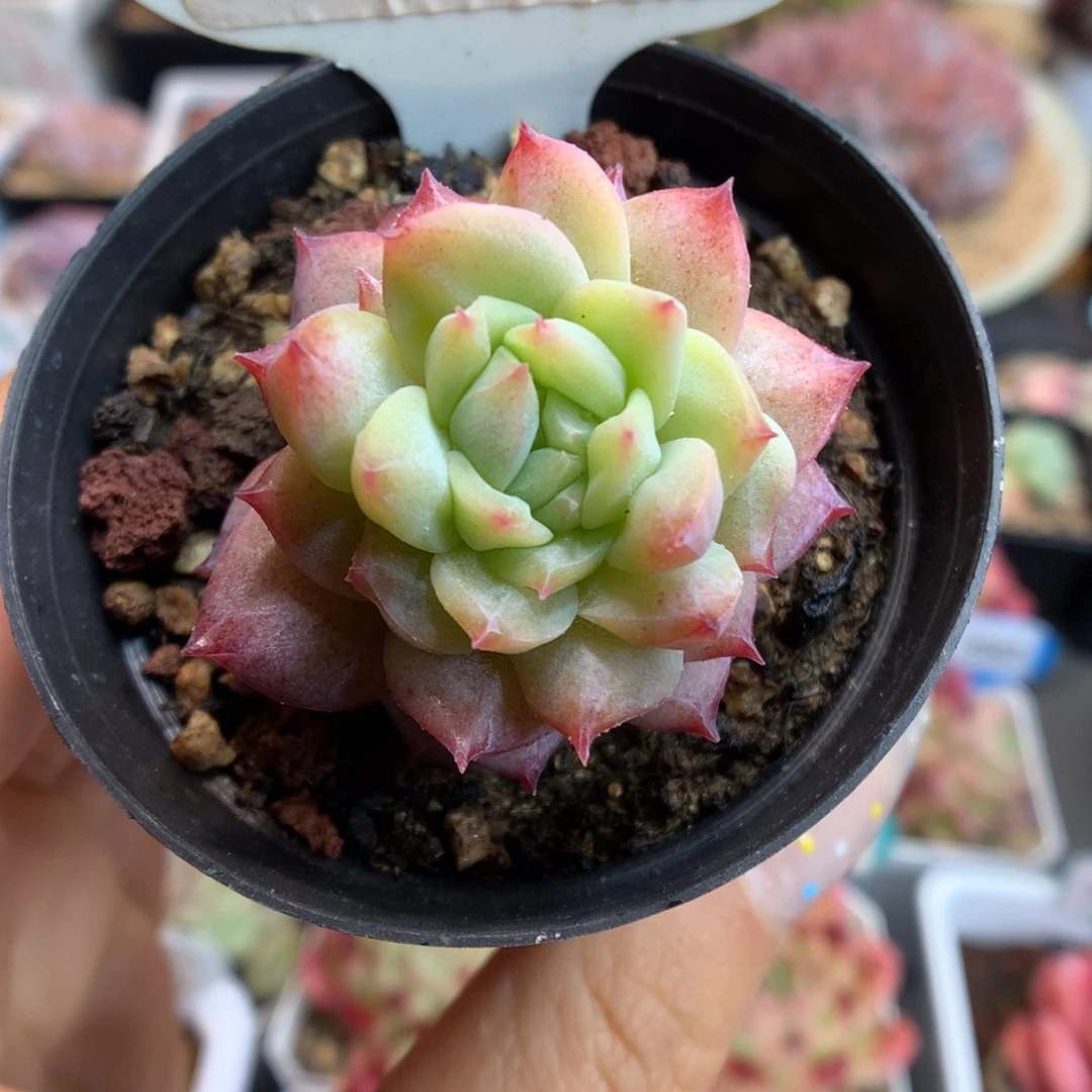 126糖心粉钻多肉植物
