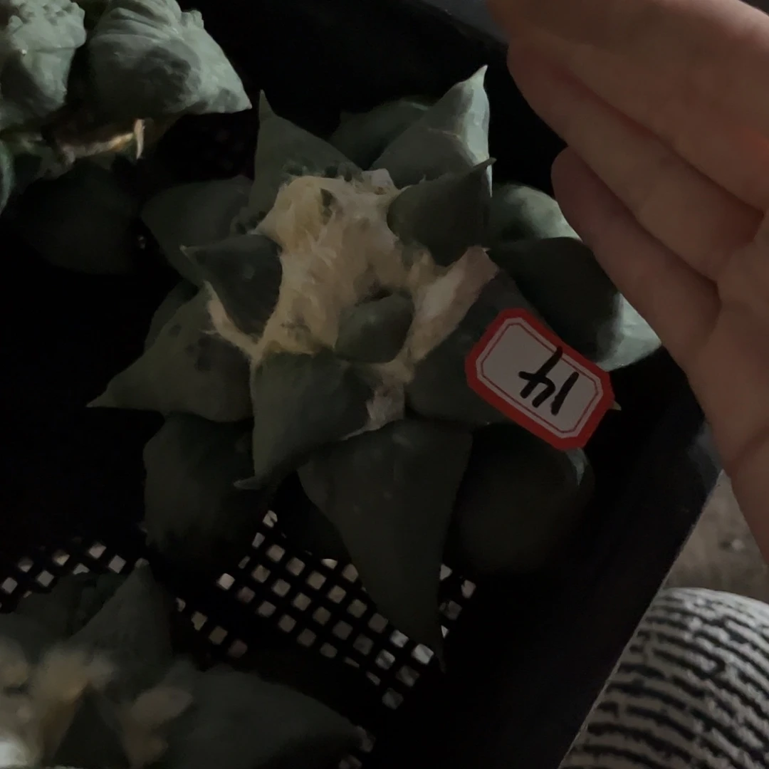 双***）14号自根村主怒涛牡丹