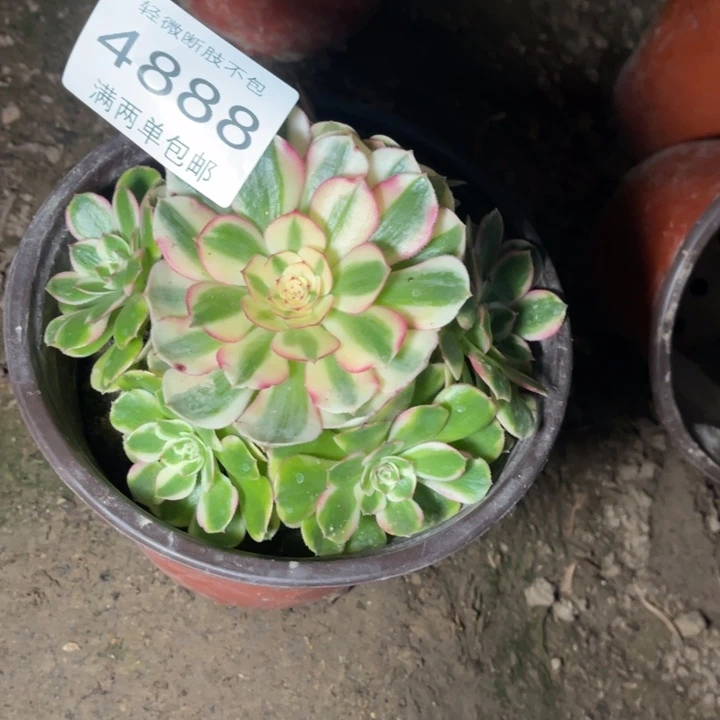 4888荔枝的的的多肉