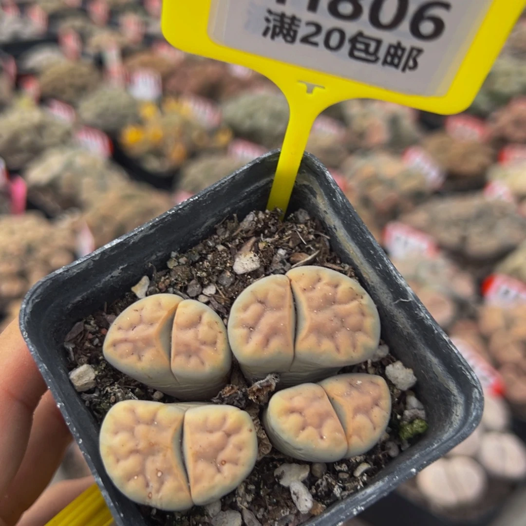 806 生石花大群生大群生