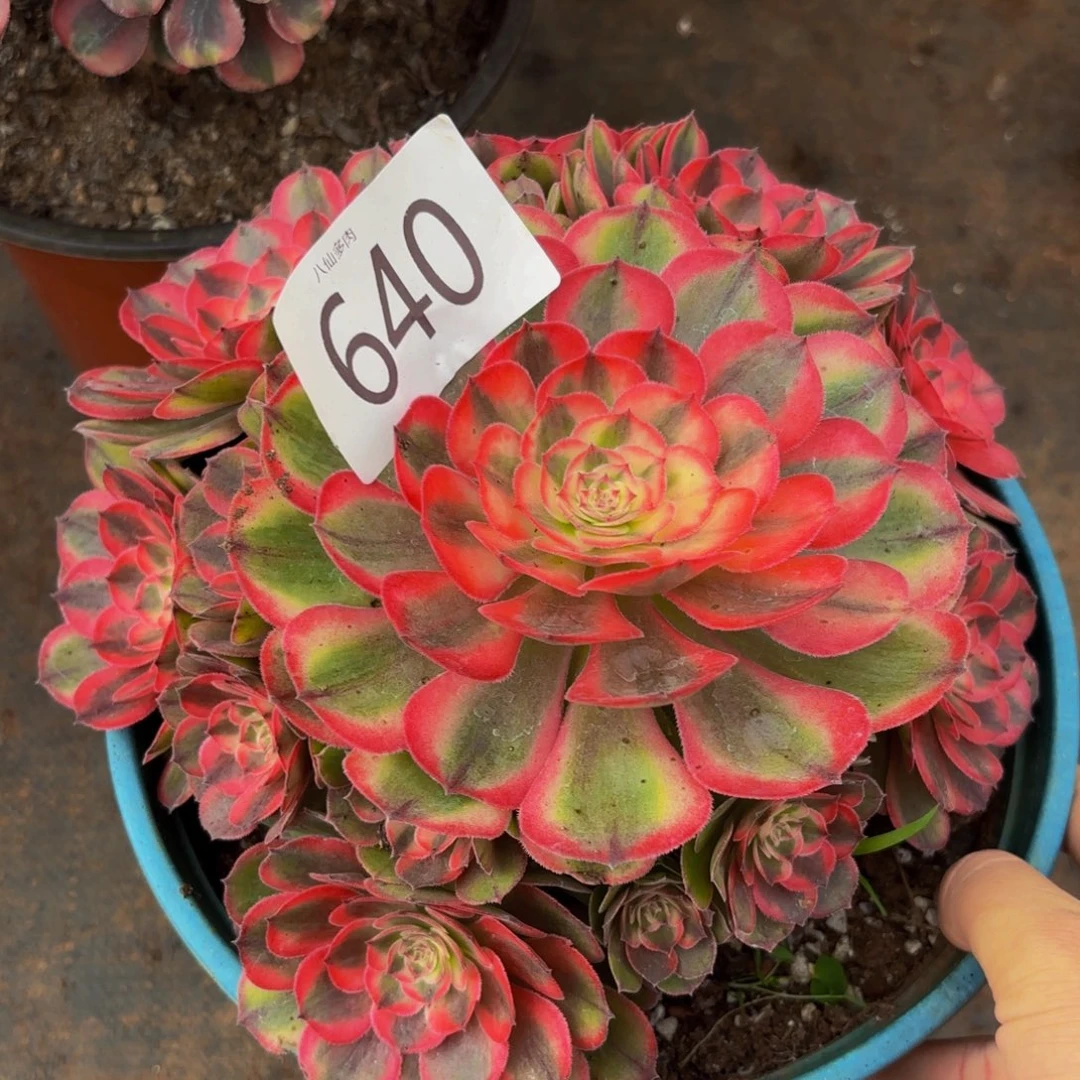 640多肉植物荔枝法师