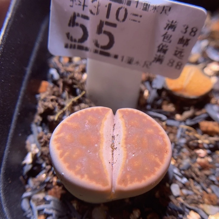 精品生石花多肉310.55