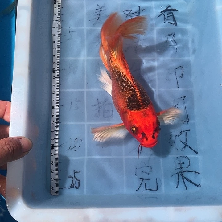 蝴蝶鲤渔场直发63