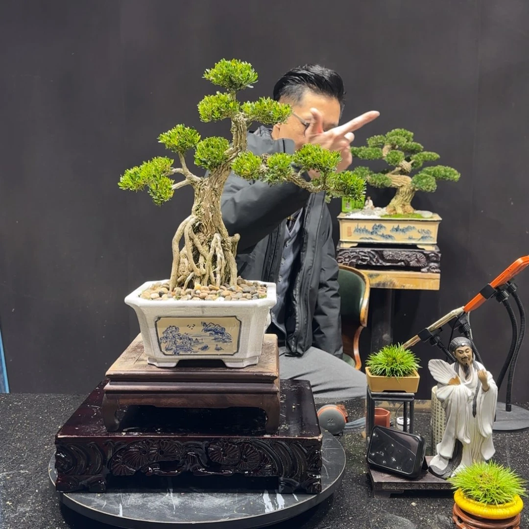 以实际为准黄杨室内室外盆景艺术