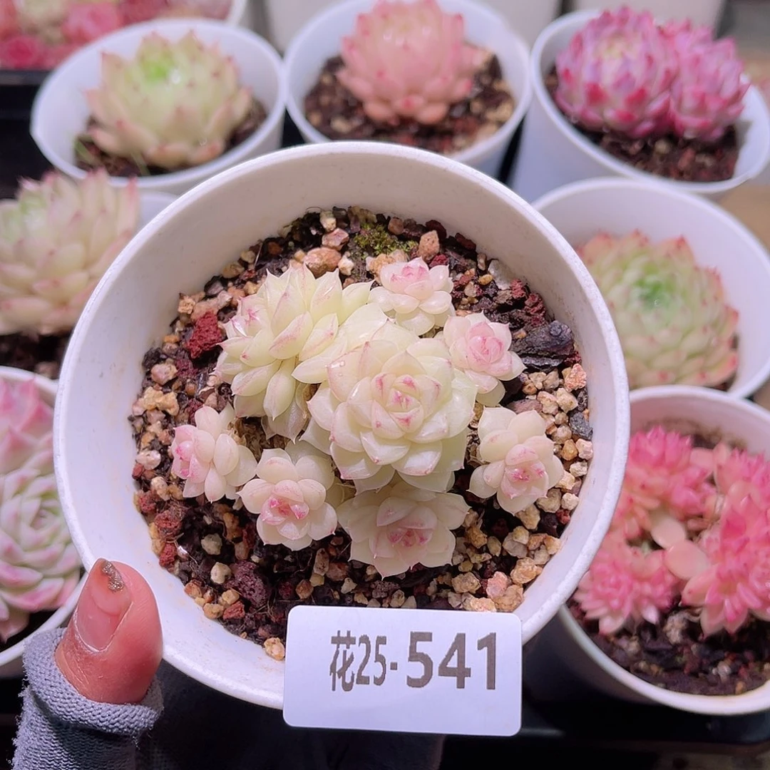 花25-541白天鹅群
