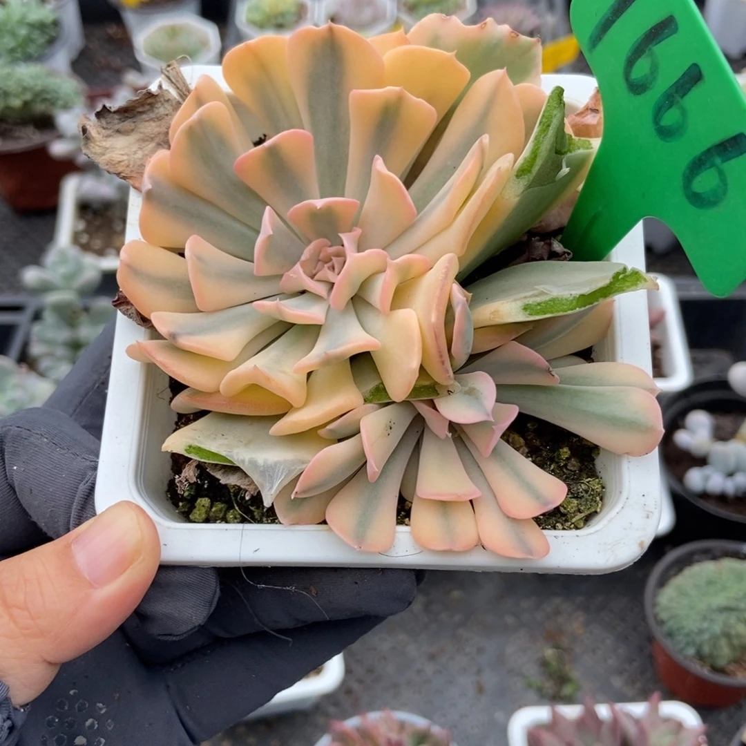 1666利比亚锦多肉植物