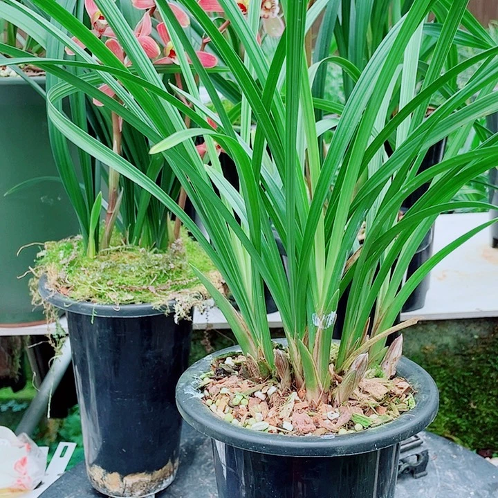 石***哥完全开放一物漂亮