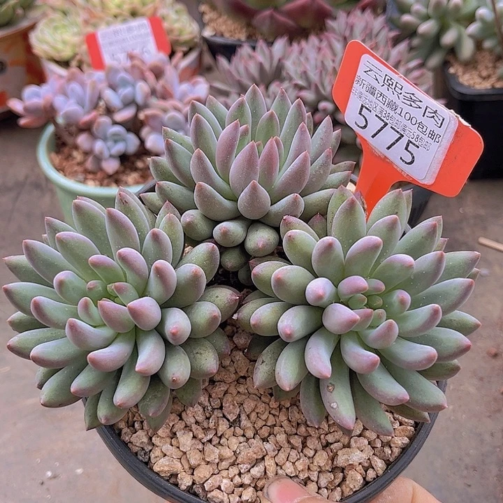 5775虞美人。 有砍。
