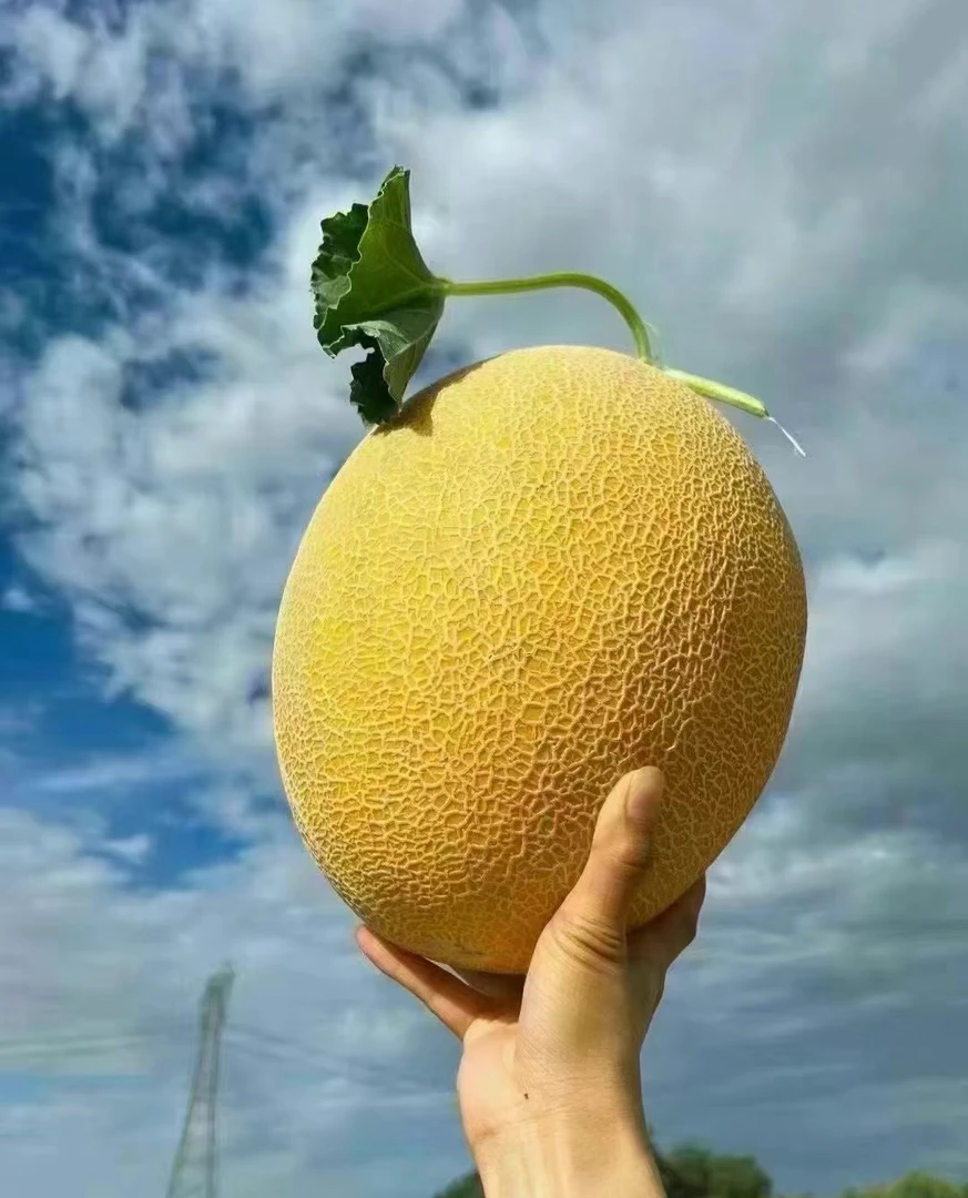 正宗新疆原产地直发脆甜金色年华哈密瓜现摘现发当季新鲜水果甜瓜