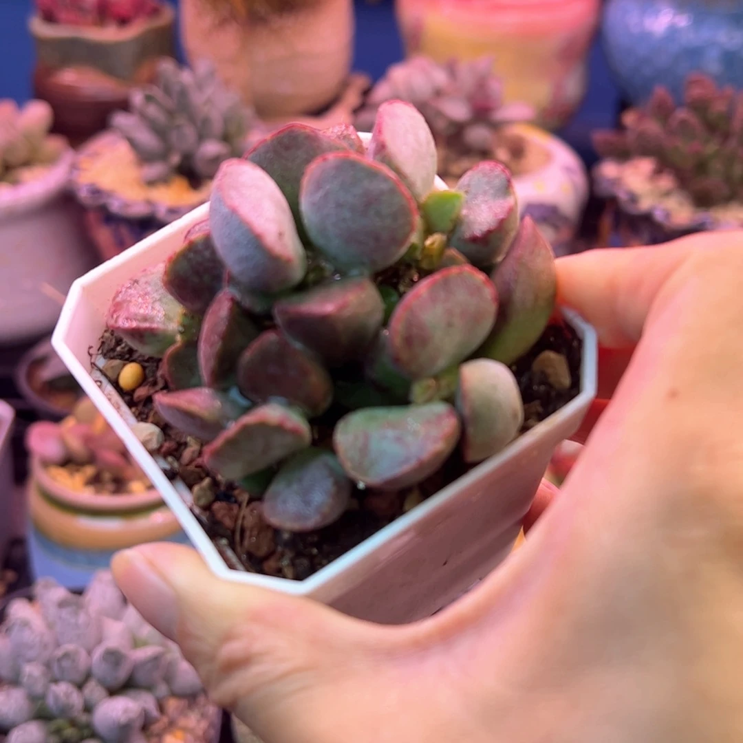 一物一拍，感谢支持