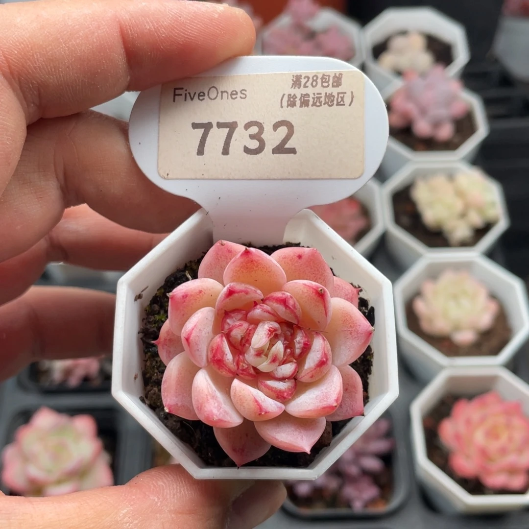 蓝孔雀7732-4厘米