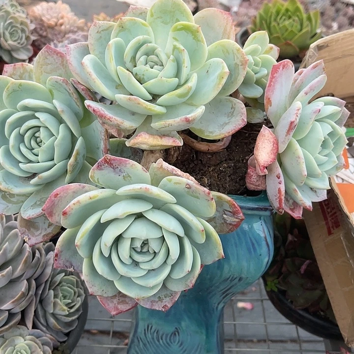 两单包邮，一物一拍，风橙