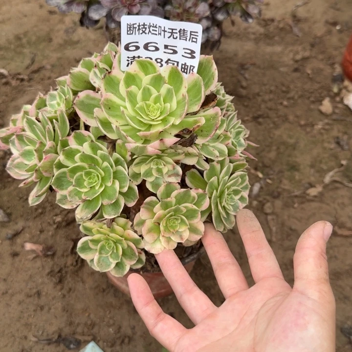 6653二号棚海王多肉B